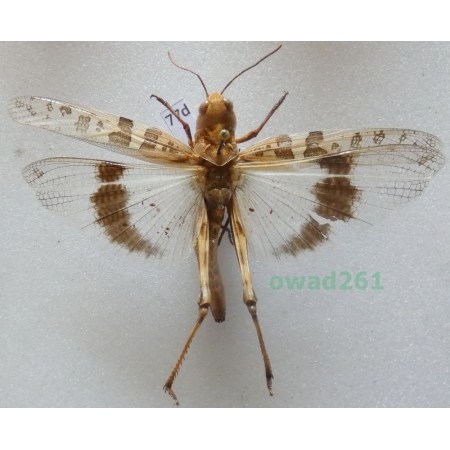 Orthoptera2 sp. Albania77d